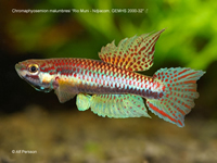 Aphyosemion (Chromaphyosemion) malumbresi 'Rio Muni - Ndjiacom, GEMHS 2000-32'