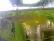Aplocheilus lineatus
