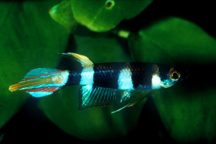 Epiplatys Galera de Imgenes SEK