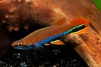 foto6