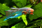 foto7