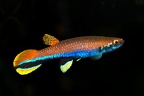 13001 Rivulus (Laimosenion) xiphidius Crique Boulanger