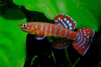 13003 Abacinum2