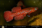 foto7