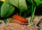 AUSTRALE Zaccaria