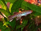 MACULATUM MISAHER