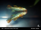 3055 - Aphyosemion mikeae RPC 78-19