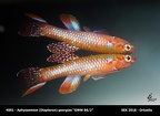 4001 - Aphyosemion georgiae GWW86-2