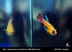 4012 - Aphyosemion cyanostictum GBN 88-29 SAM - 1