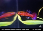 4027 - Aphyosemion cyanostictum GBN 88-29 SAM