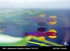 4043 - Aphyosemion fulgens LEC 93-7