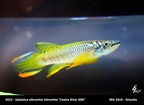 5022 - Epiplatys olbrechtsi olbrechtsi Cestos River G06