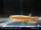 7001 - Rivulus rubrolineatus AM 2012-9 Leticia