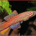 <i>Callopanchax monroviae</i> Paynesville 97 red form - Hristo Hristov