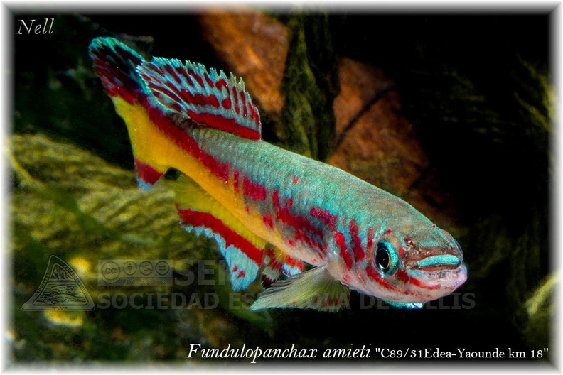 Fundulopanchax_Amieti_C89-31_Edea_Yaounde_km18_-_Neli_Martin.jpg