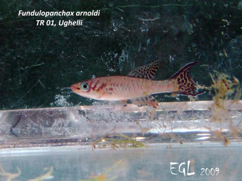 Fundulopanchax_arnoldi_Ughelli_TR_01_-_Eduardo_Garcia_Lastra_.jpg