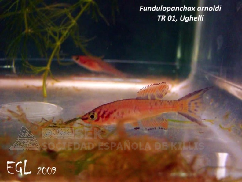 Fundulopanchax_arnoldi_Ughelli_TR_01_-_Eduardo_Garcia_Lastra__.jpg