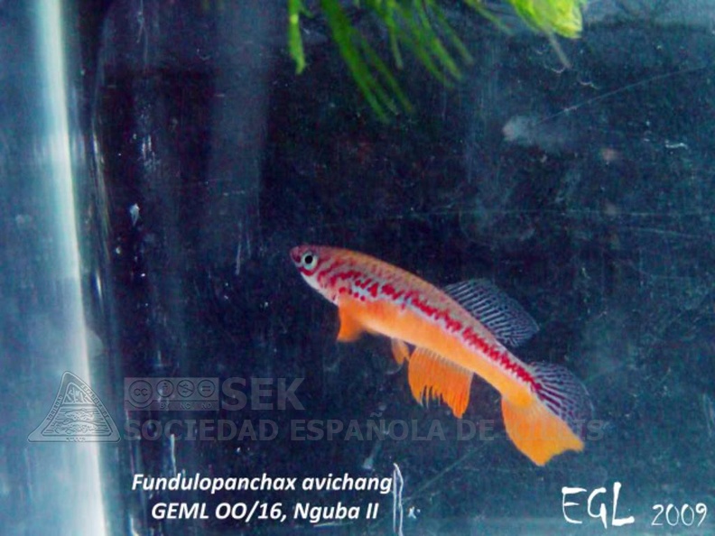 Fundulopanchax_avichang_Nguba_II_GEML_00-16_-_Eduardo_Garcia_Lastra.jpg