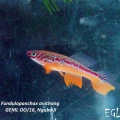 <i>Fundulopanchax avichang</i> Nguba II GEML 00/16 - Eduardo García Lastra 