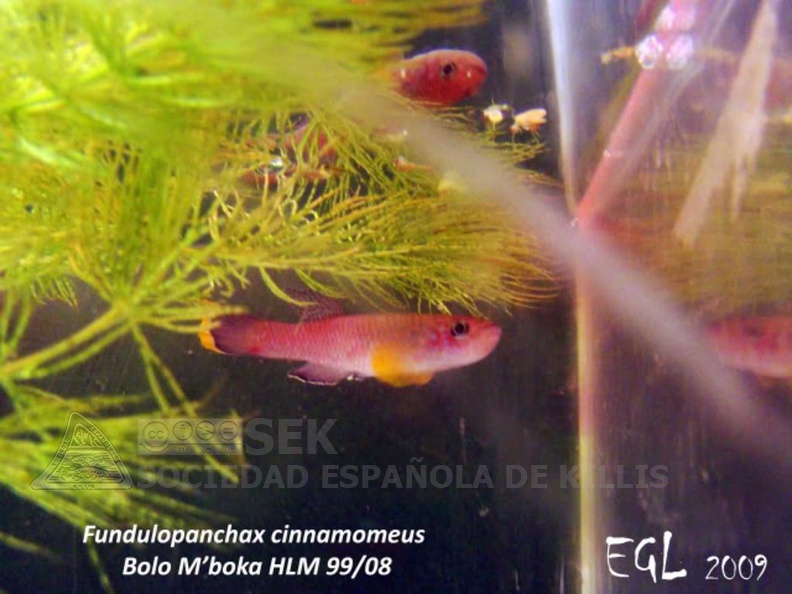 Fundulopanchax_cinnamomeus_Bolo_Mboka_HLM_99-08_-_Eduardo_Garcia_Lastra.jpg