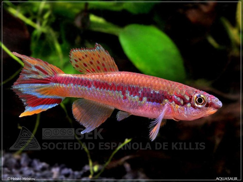 Fundulopanchax_deltaensis_-_Hristo_Hristov.jpg