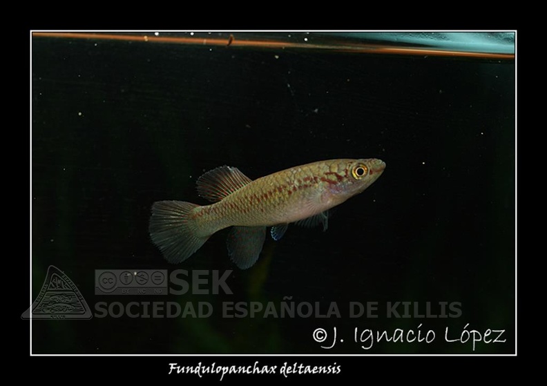 Fundulopanchax deltaensis - José Ignacio López