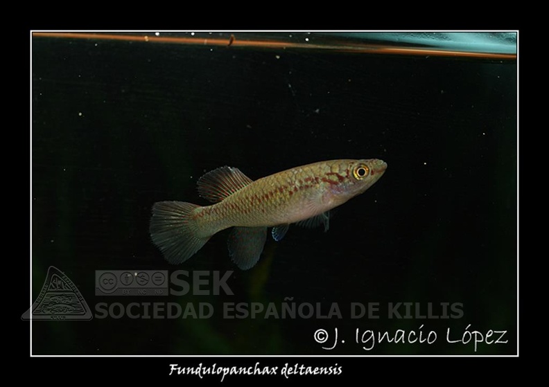 Fundulopanchax_deltaensis_-_Jose_Ignacio_Lopez.jpg