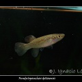 Fundulopanchax_deltaensis_-_Jose_Ignacio_Lopez.jpg