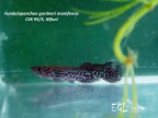 Fundulopanchax gardneri mamfensis CSK 95/5 Mfuni - Eduardo García Lastra
