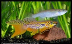 Fundulopanchax kribianum Mouanko - Guillaume Dethu
