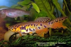 Fundulopanchax kribianum Mouanko - Manuel Jurado