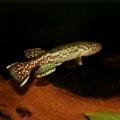 <i>Fundulopanchax marmoratus</i> Mundemba GS-1 - Fernando Rodrigues