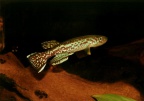 Fundulopanchax marmoratus Mundemba GS-1 - Fernando Rodrigues