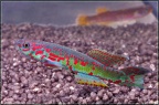 Fundulopanchax ndiannus - Hristo Hristov
