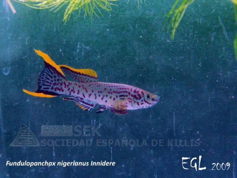Fundulopanchax nigerianus Innidere - Eduardo García Lastra
