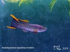 Fundulopanchax nigerianus Innidere - Eduardo García Lastra