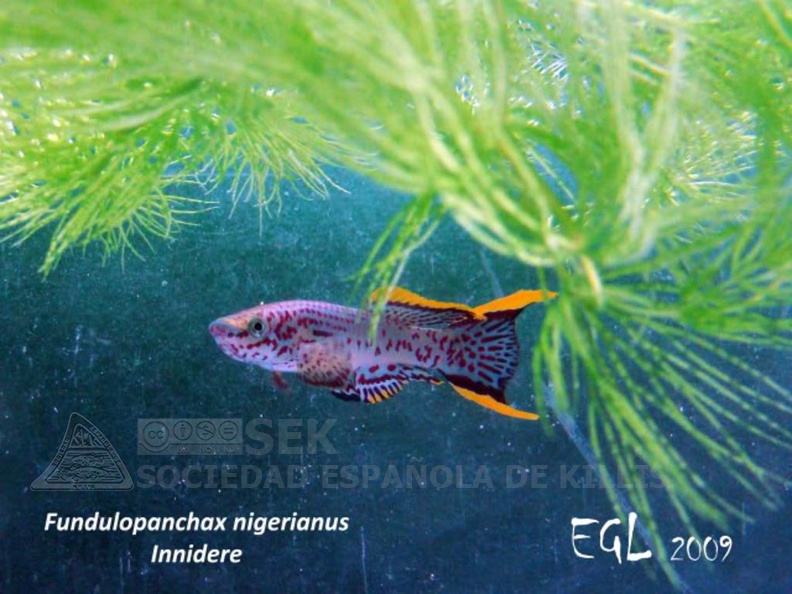 Fundulopanchax nigerianus Innidere - Eduardo García Lastra 