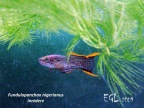 Fundulopanchax nigerianus Innidere - Eduardo García Lastra 
