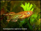 Fundulopanchax nigerianus Innidere - Eduardo García Lastra  
