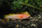 Fundulopanchax nigerianus Misage Gold - Antonio Pascual Hernández