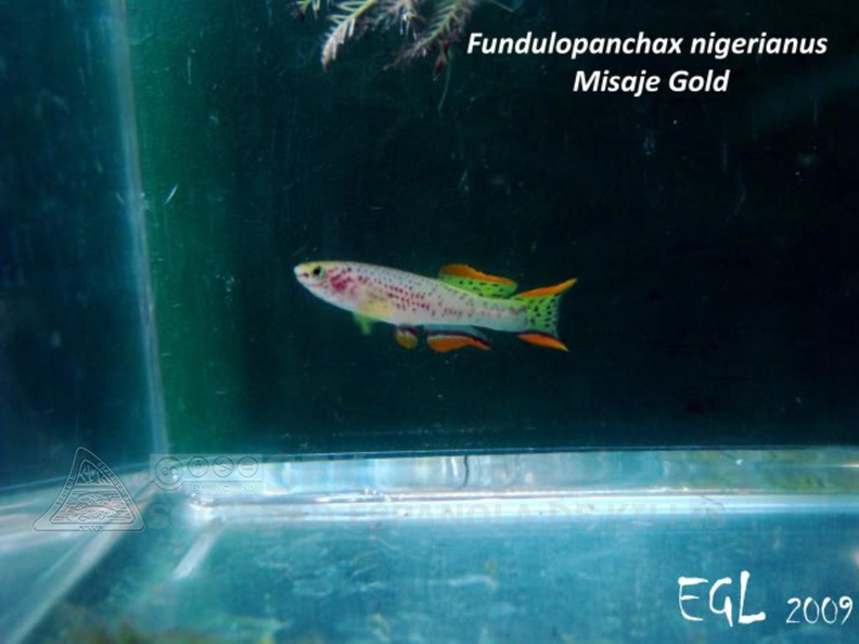 Fundulopanchax nigerianus Misage Gold - Eduardo García Lastra