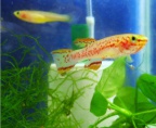 Fundulopanchax nigerianus Misage Gold - Gregorio Jurado