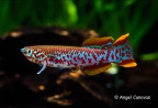 Fundulopanchax nigerianus P-82 - Angel Cánovas