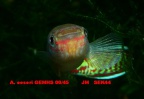 Fundulopanchax oeseri GEMHS 00/45 - JM  