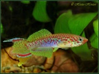 Fundulopanchax rubrolabialis - Hristo Hristov