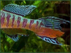 Fundulopanchax sjoestedti - Hristo Hristov 