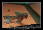 Fundulopanchax sjoestedti Loé - José Ignacio López