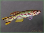 Fundulopanchax spoorenbergi - Hristo Hristov