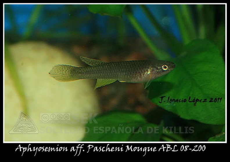 Aphyosemion_aff._Pascheni_Mougue_ABL_08-200_-_Jose_Ignacio_Lopez.jpg