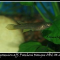 <i>Aphyosemion aff. Pascheni Mougue</i> ABL 08-200 - José Ignacio López